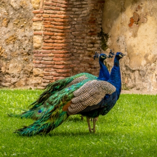 Peacocks at ST. George's Castle